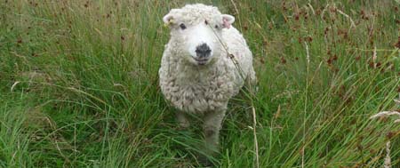 Doris, the Grey Faced Dartmoor sheep from Fishers Mobile Farm